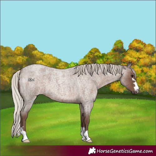 Horse Color:Silver Blue Roan 