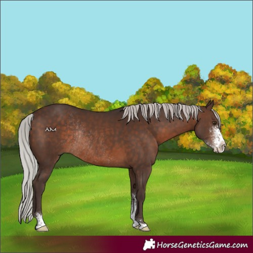 Horse Color:Silver Brown Sabino Rabicano 