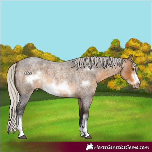 Horse Color:White Spotted Silver Buckskin Roan Frame 