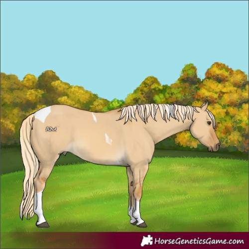 Horse Color:Palomino Dun Tobiano