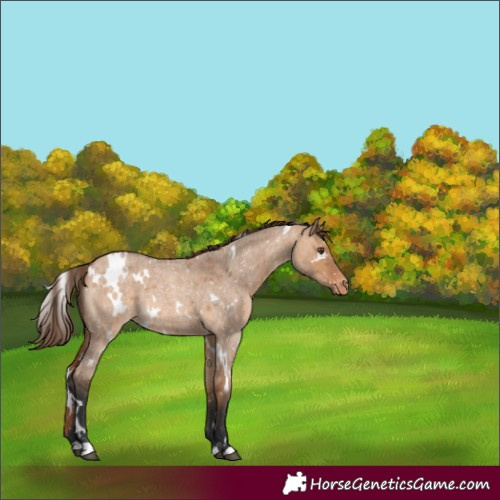 Horse Color:White Spotted Bay Roan Dun Snowflake Varnish Rabicano