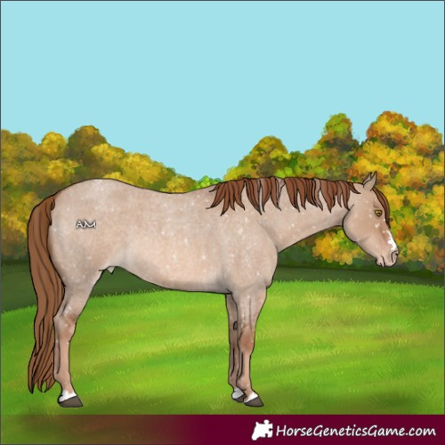 Horse Color:Red Dun Roan Appaloosa 