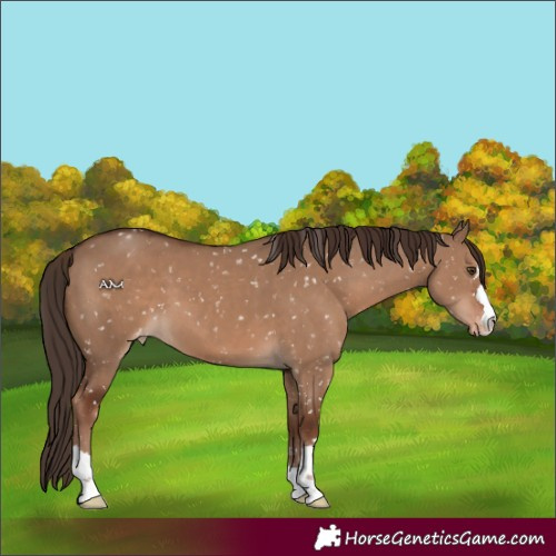 Horse Color:Liver Red Dun Appaloosa 