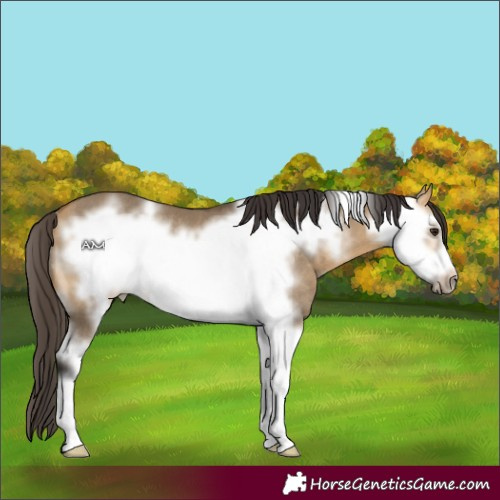 Horse Color:Buckskin Dun Sabino Frame Rabicano 