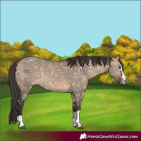 Horse Color:Bay Dun Appaloosa Rabicano 