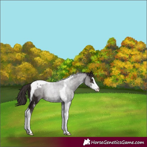 Horse Color:Liver Chestnut Sabino Tobiano 