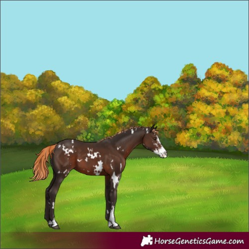 Horse Color:White Spotted Liver Chestnut Sabino