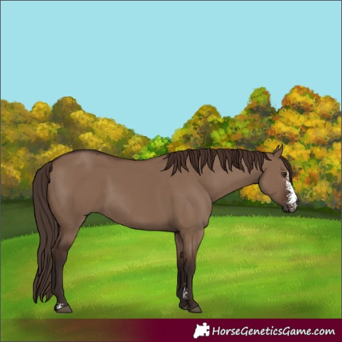 Horse Color:Liver Red Dun Sabino 