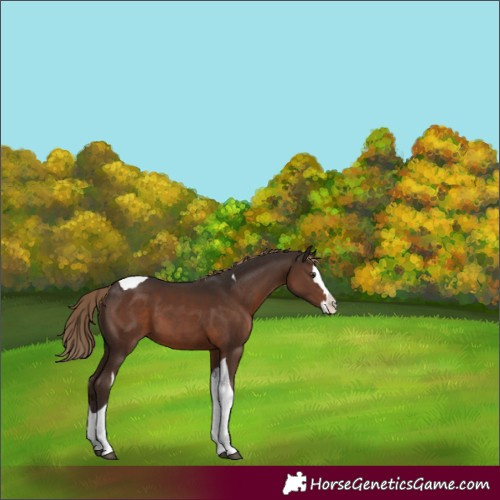 Horse Color:Liver Chestnut Splash Tobiano 