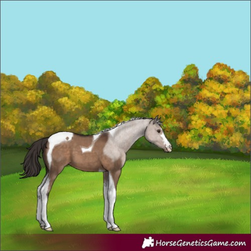 Horse Color:Liver Red Dun Tobiano 