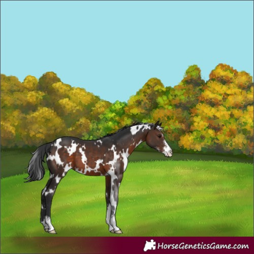 Horse Color:White Spotted Brown Sabino 