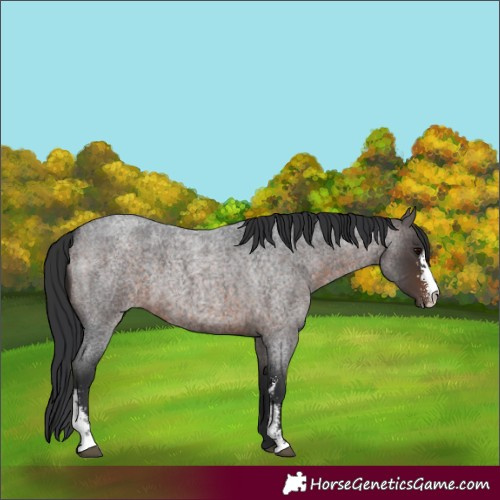 Horse Color:Brown Roan Sabino