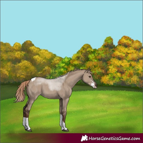 Horse Color:Liver Red Dun Sabino Tobiano 