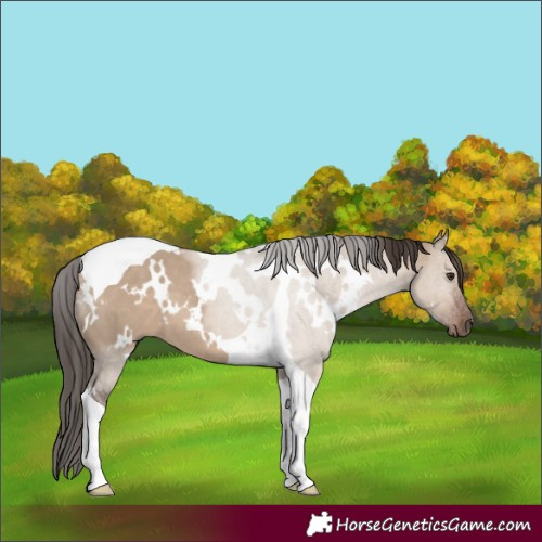 Horse Color:White Spotted Liver Red Dun Tobiano 