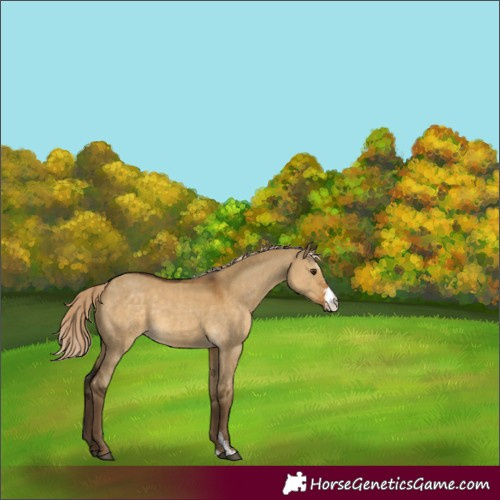 Horse Color:Chocolate Palomino Dun Sabino 