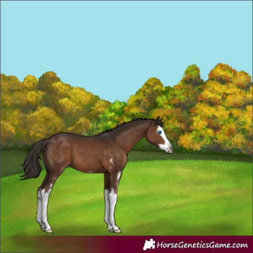 Horse Color:Gray Liver Chestnut Sabino Splash 