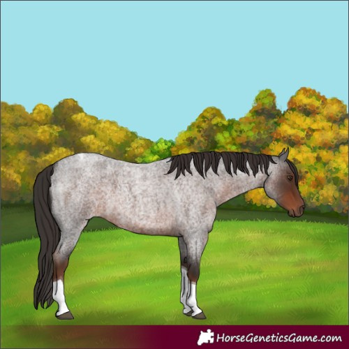 Horse Color:Liver Red Roan Tobiano 