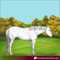 Horse Color:Brown Dun Sabino