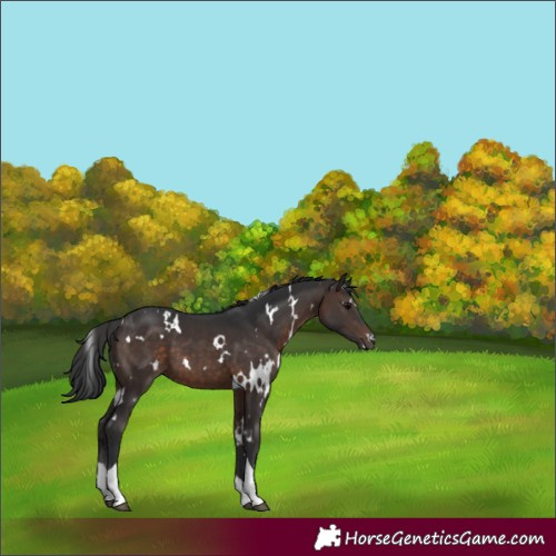 Horse Color:White Spotted Brown Tobiano 