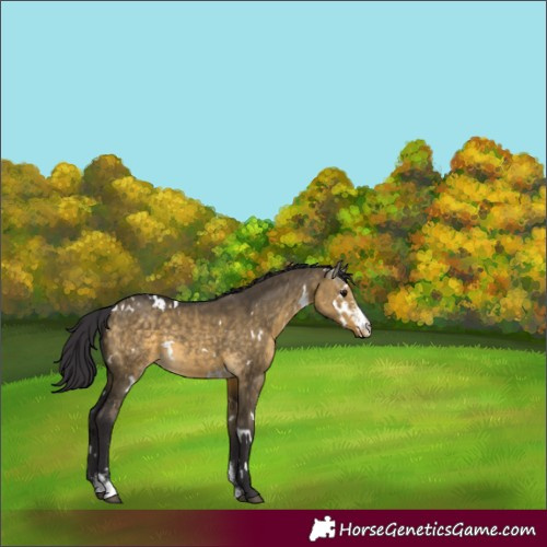 Horse Color:White Spotted Buckskin Dun Sabino 