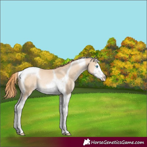 Horse Color:Buckskin Pearl Splash Tobiano 