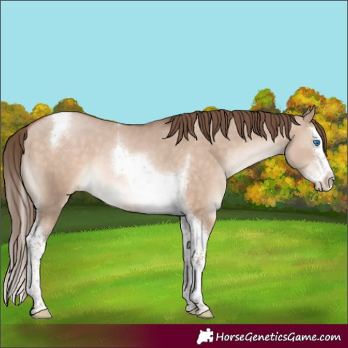 Horse Color:Brown Pearl Dun Mushroom Splash Tobiano