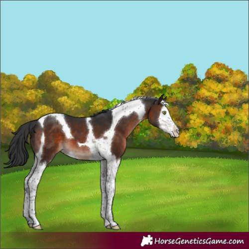 Horse Color:Brown Mushroom Splash Tobiano