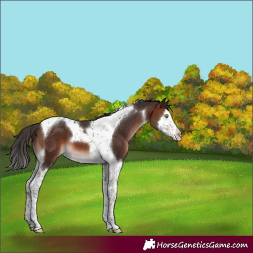 Horse Color:Brown Mushroom Splash Tobiano 