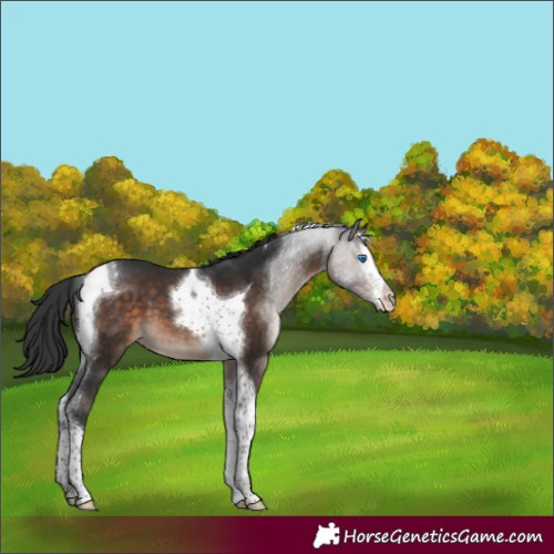 Horse Color:Brown Sabino Splash Tobiano 