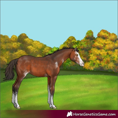 Horse Color:Bay Sabino 