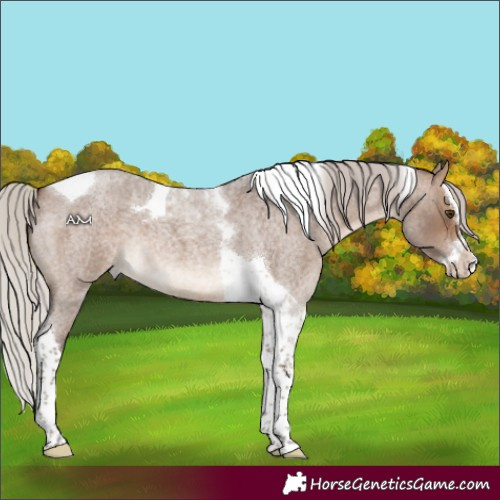 Horse Color:Silver Brown Roan Dun Splash Tobiano