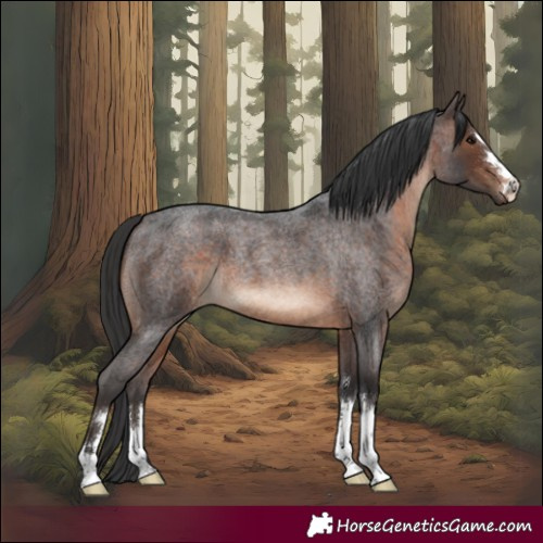 Horse Color:Brown Roan 