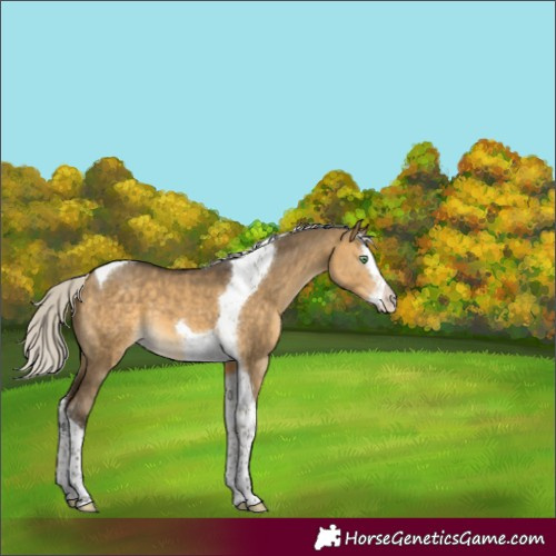 Horse Color:Silver Buckskin Dun Splash Tobiano 