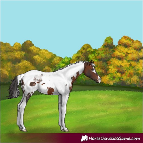 Horse Color:White Spotted Brown Tobiano 
