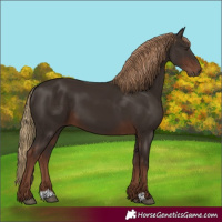Horse Color:Liver Chestnut 