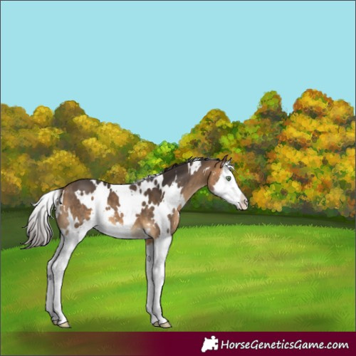 Horse Color:White Spotted Buckskin Sabino Splash 