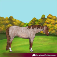 Horse Color:Red Roan 