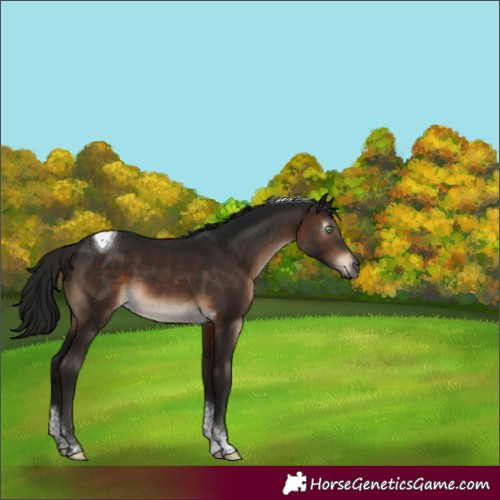Horse Color:Gray Brown Mushroom Tobiano