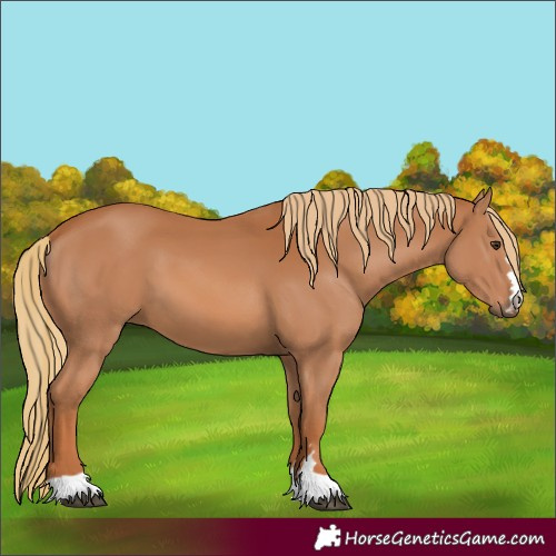 Horse Color:Unknown 