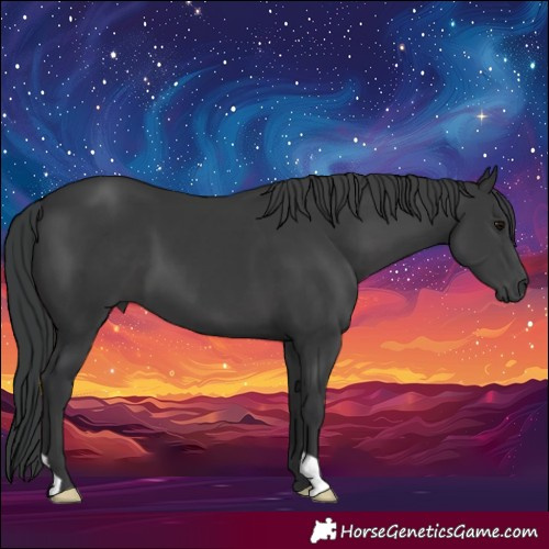 Horse Color:Black 