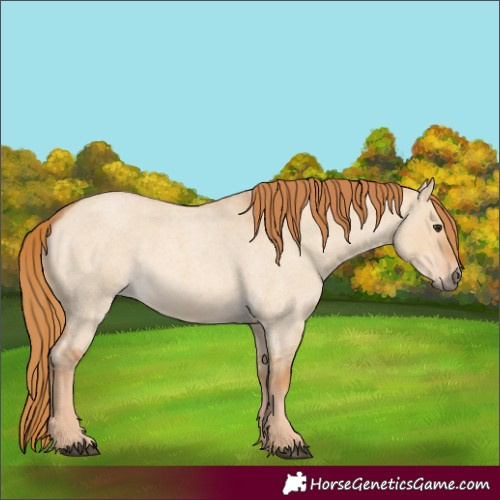 Horse Color:Unknown 