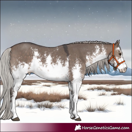 Horse Color:White Spotted Silver Brown Dun Sabino 