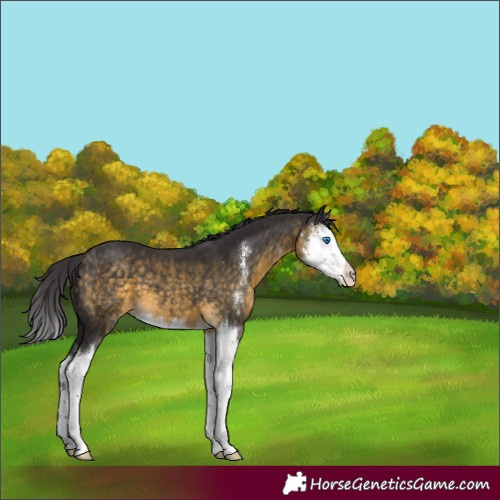 Horse Color:Buckskin Sabino Splash 