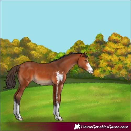 Horse Color:Bay Sabino 