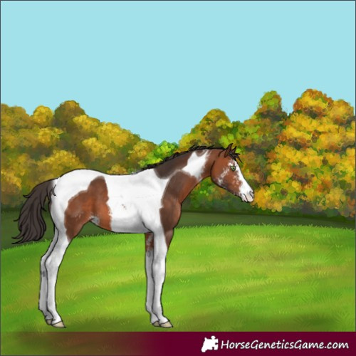 Horse Color:Bay Sabino Tobiano