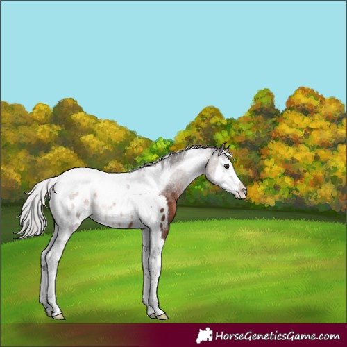 Horse Color:Silver Brown Splash Tobiano Near Leopard Rabicano 