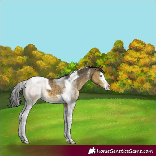 Horse Color:Buckskin Dun Sabino Splash Tobiano 