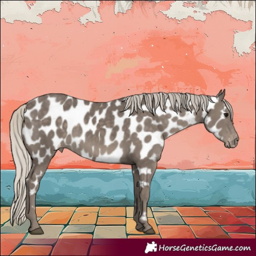 Horse Color:Silver Smoky Black Sabino Appaloosa 