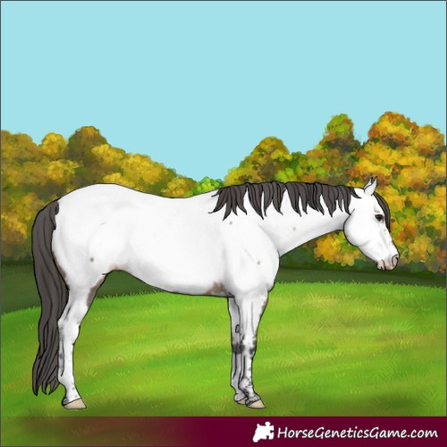 Horse Color:Brown Dun Tobiano Appaloosa 