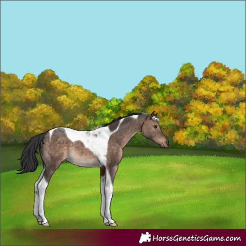 Horse Color:Brown Dun Mushroom Tobiano Rabicano 